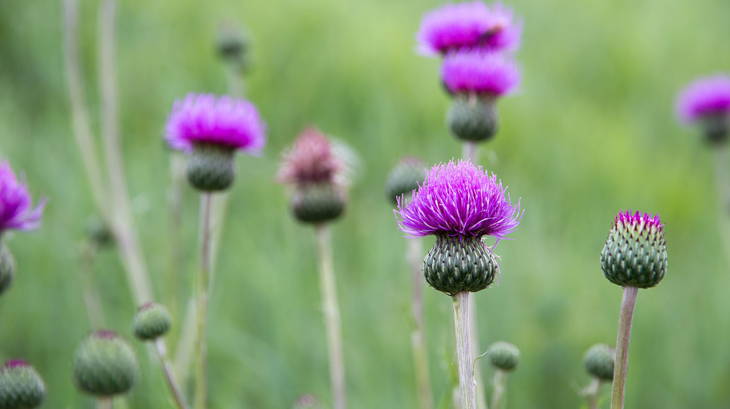 Mariendistel für Leber und Galle